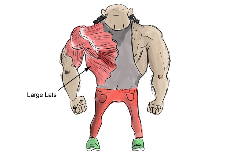 Lateral muscles on a persons back